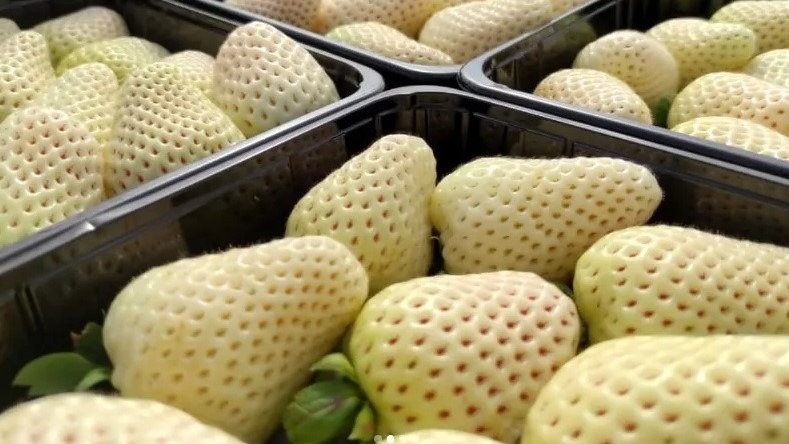 fresa blanca|fresa blanca